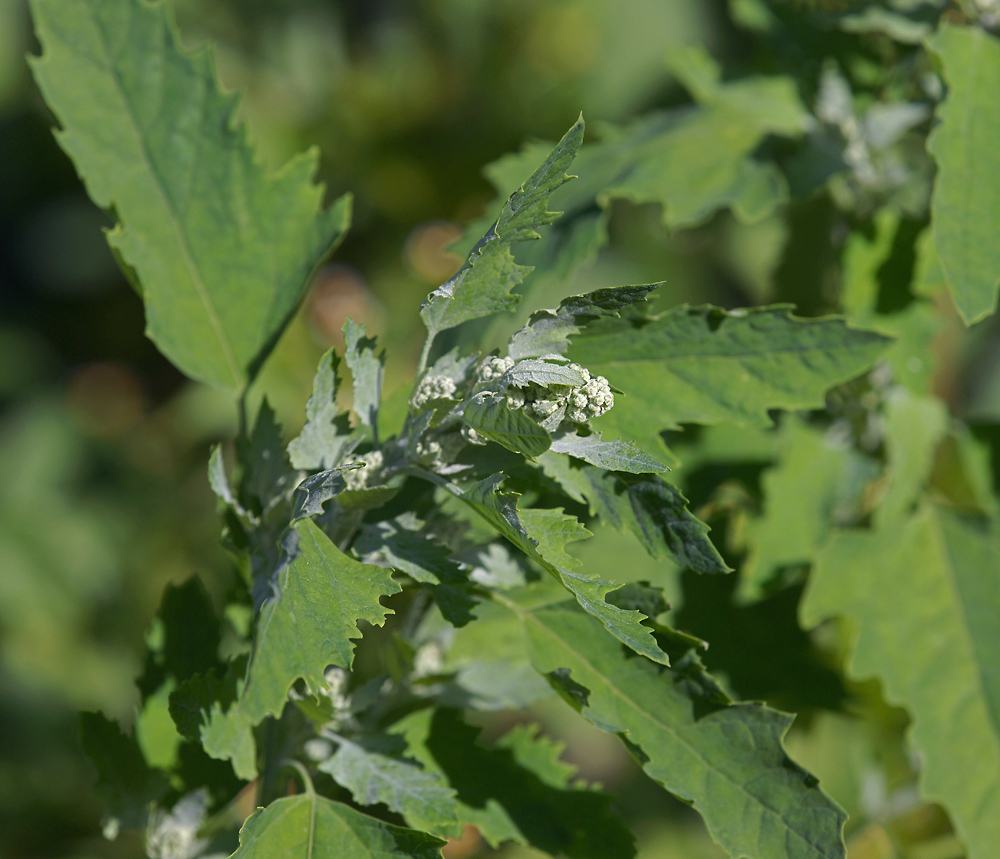 Изображение особи Chenopodium album.