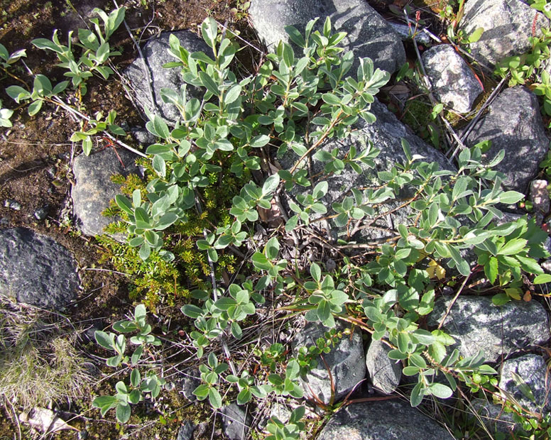 Изображение особи Salix glauca.