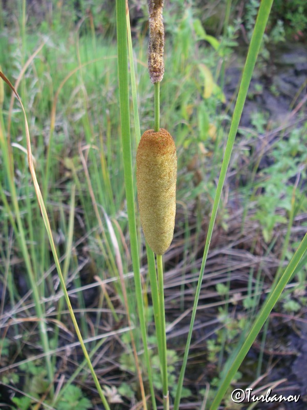 Image of Typha laxmannii specimen.