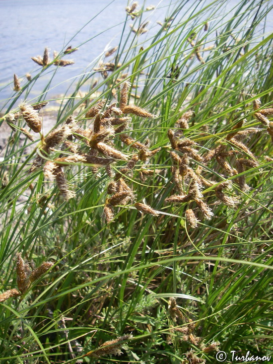 Image of Bolboschoenus maritimus specimen.