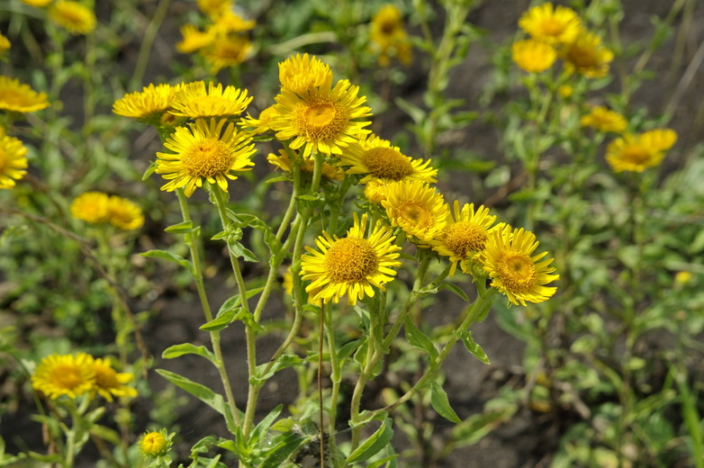 Image of Inula britannica specimen.