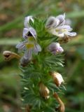 Euphrasia pectinata. Верхняя часть отцветающего растения. Крым, Долгоруковская яйла. 28 сентября 2009 г.