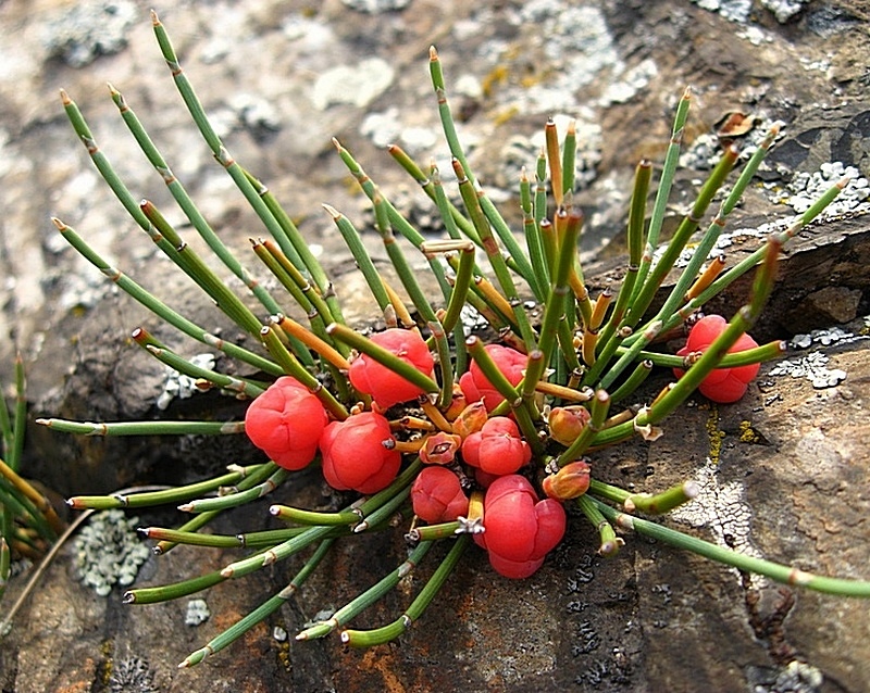 Image of Ephedra monosperma specimen.