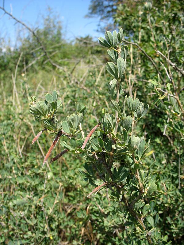 Image of Caragana mollis specimen.