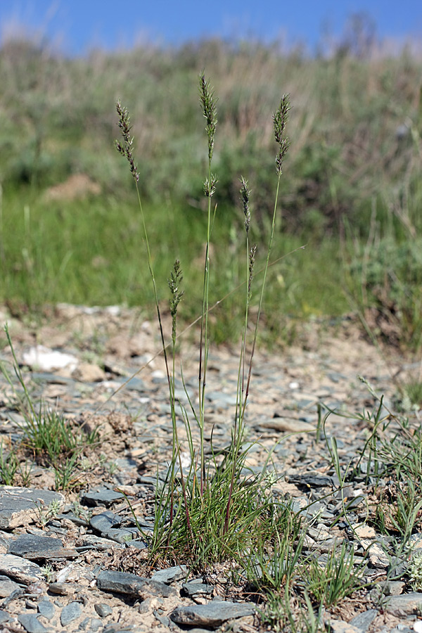 Изображение особи Poa bulbosa ssp. vivipara.