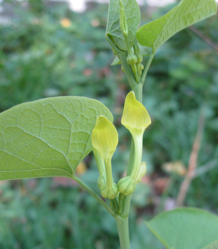 Image of Aristolochia clematitis specimen.