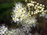 Filipendula ulmaria. Часть соцветия (бутоны и цветы). Украина, Волынская обл., Ратновский р-н, с. Залухов, осушенный торфяник. 31 июля 2009 г.