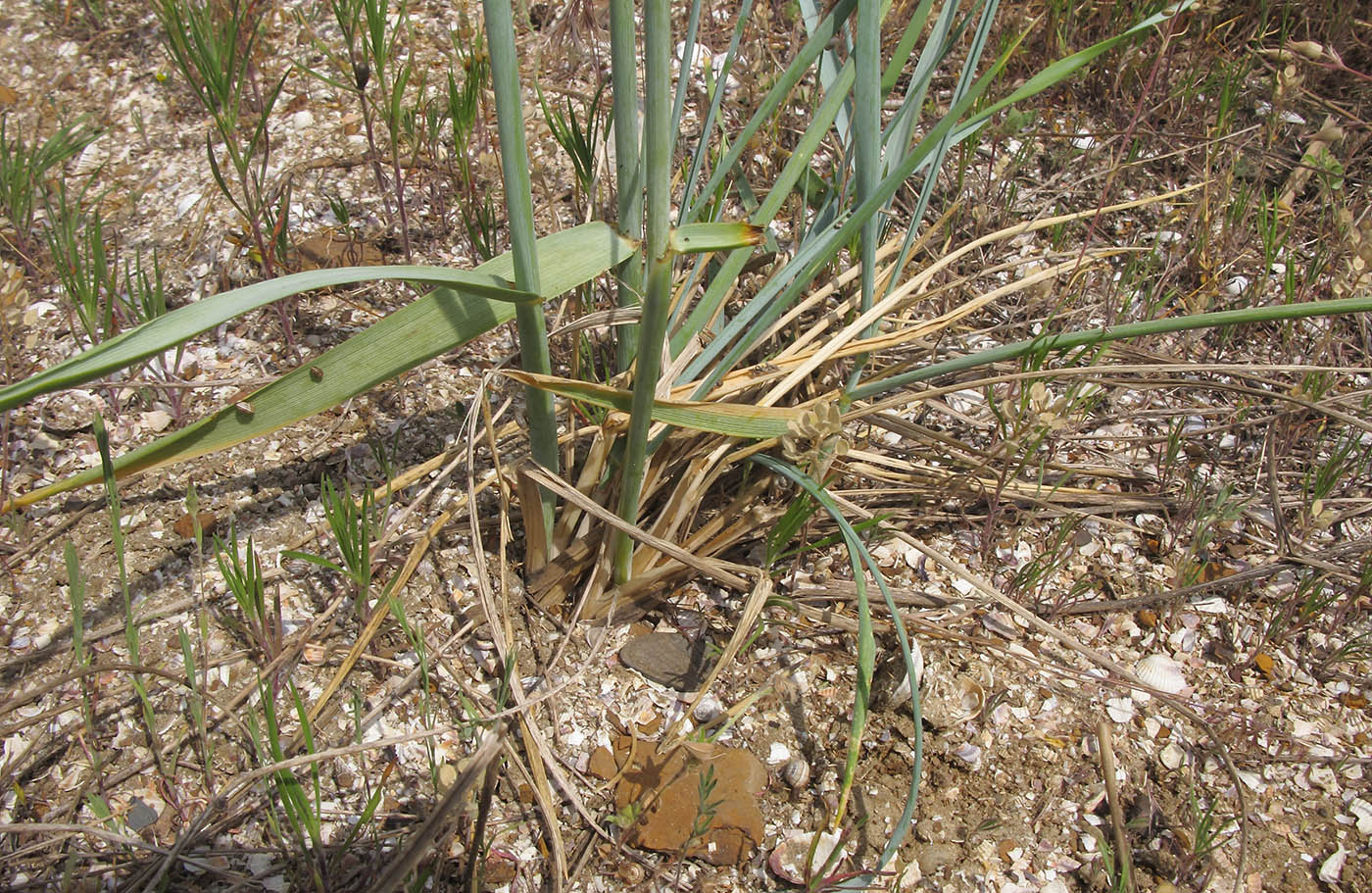 Image of Leymus racemosus ssp. sabulosus specimen.