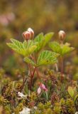 Rubus chamaemorus. Зацветающие растения в кустарничковой тундре на вершине сопки. Окр. г. Мурманска, 13.06.2015.