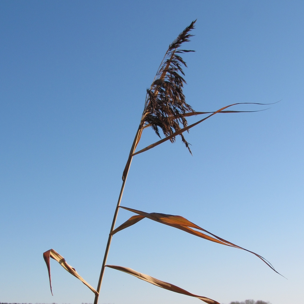 Изображение особи Phragmites australis.