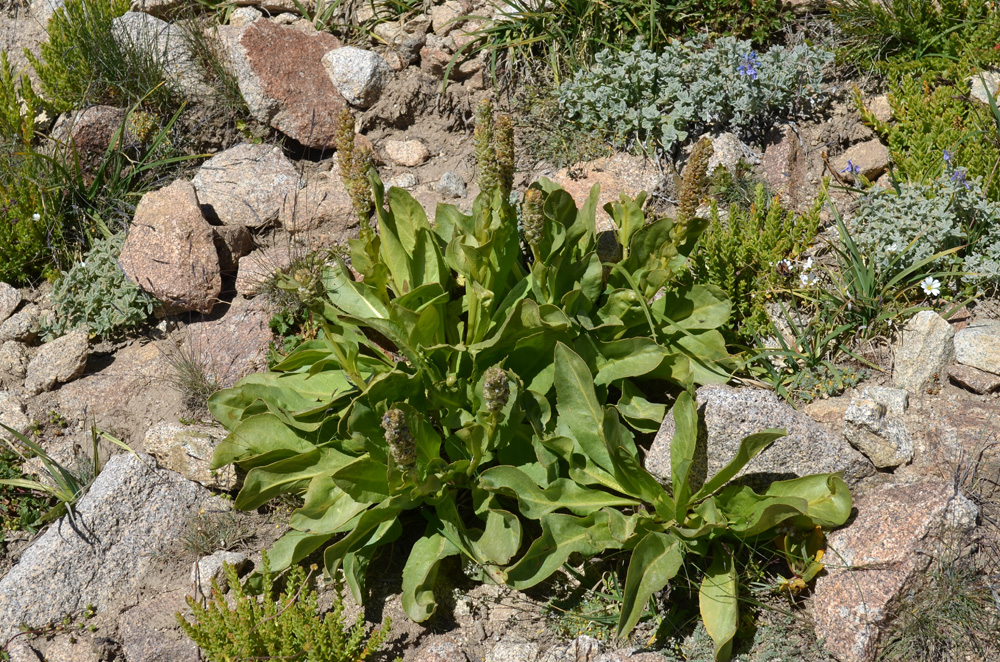 Image of Lagotis ikonnikovii specimen.