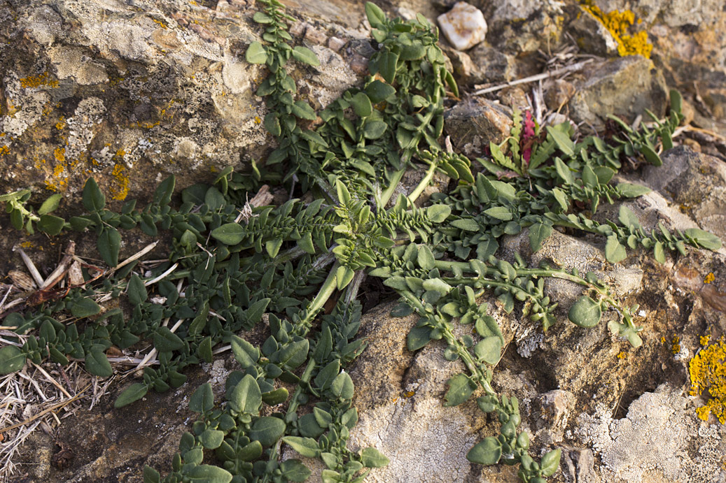 Image of Centaurea raphanina ssp. mixta specimen.