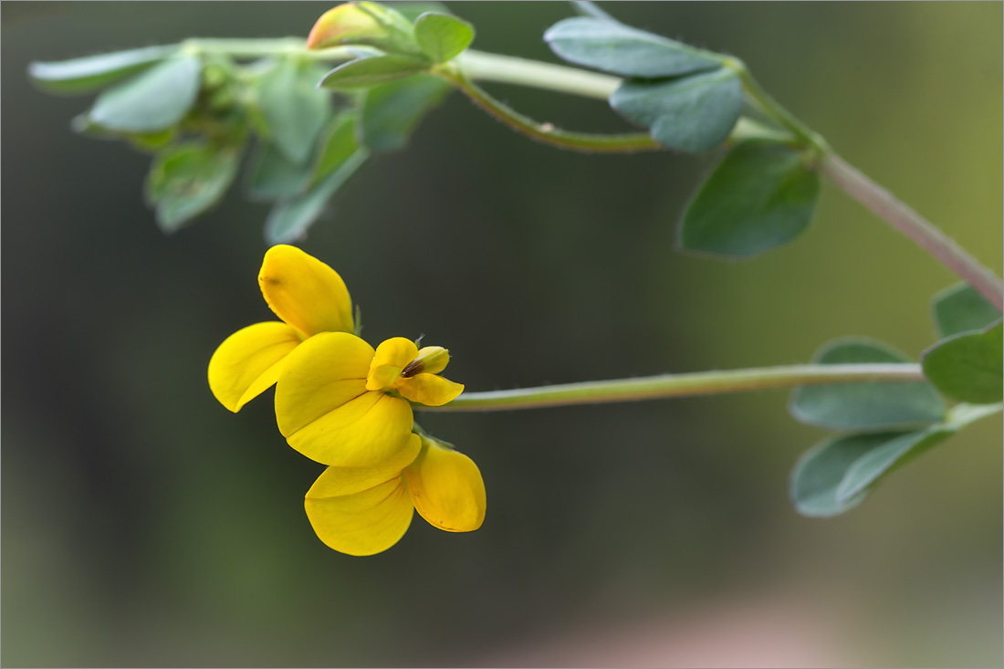 Image of Lotus corniculatus specimen.