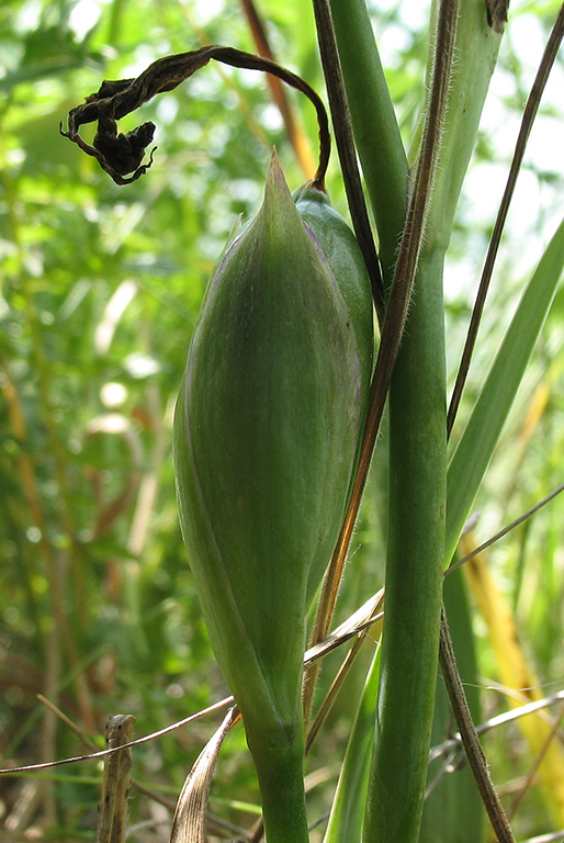 Image of Iris aphylla specimen.