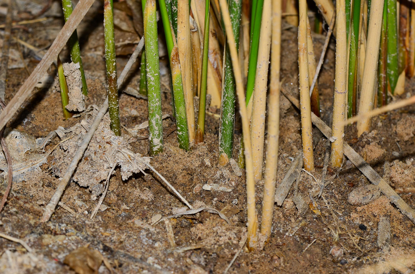 Image of Juncus arabicus specimen.