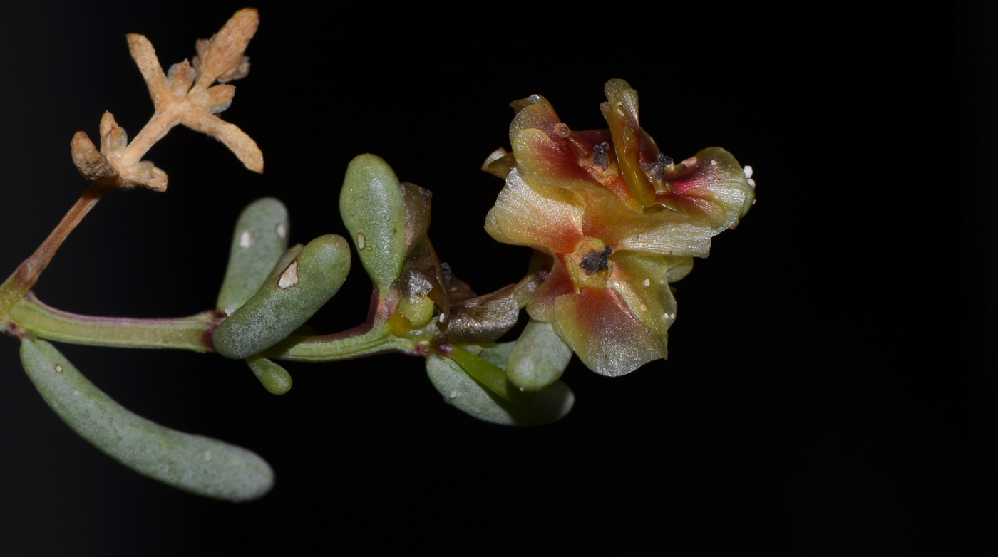 Image of Salsola divaricata specimen.