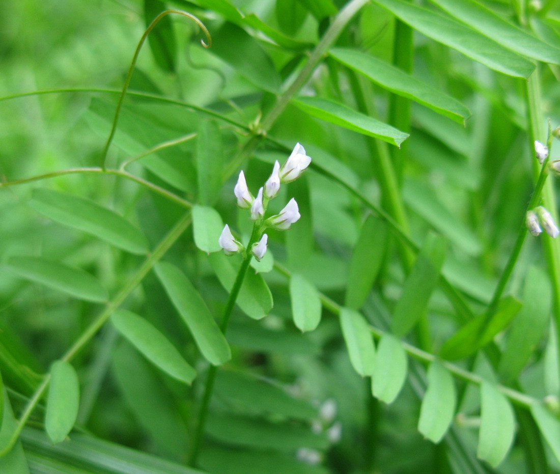 Image of Vicia hirsuta specimen.