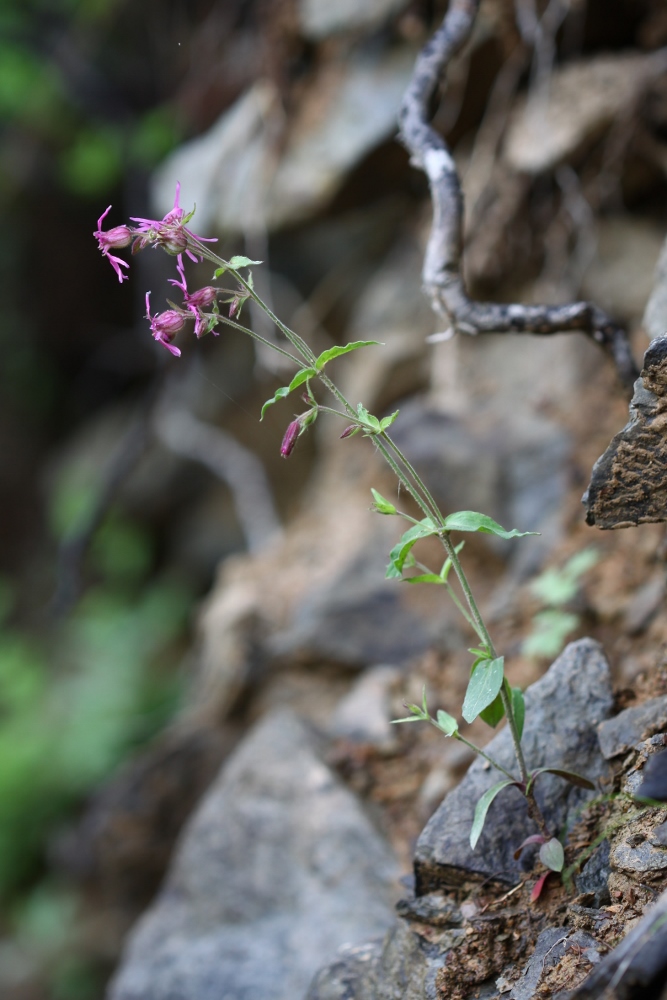 Image of Silene olgae specimen.