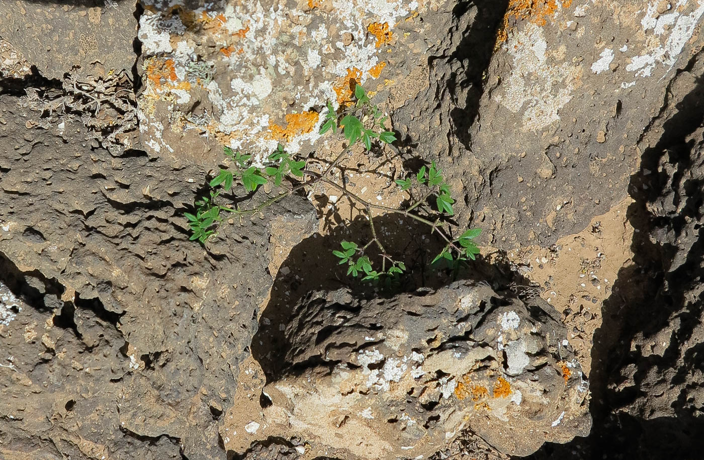 Image of Fagonia cretica specimen.