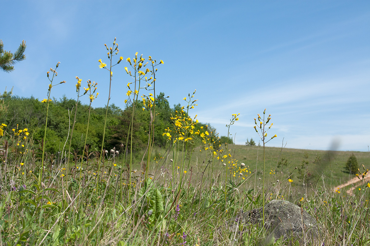 Image of Crepis praemorsa specimen.