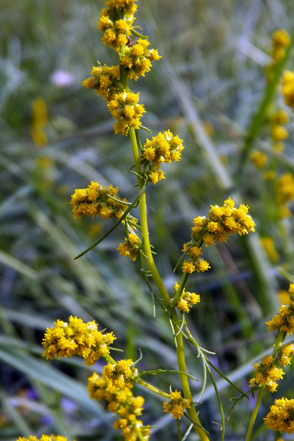 Image of Artemisia palustris specimen.