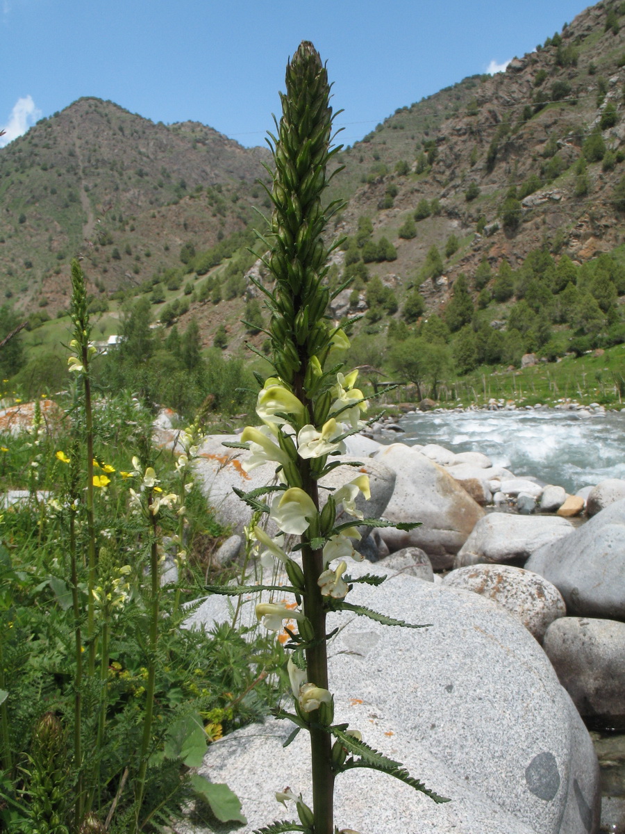 Image of Pedicularis dolichorrhiza specimen.