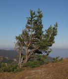 View full-size image Pinus sylvestris