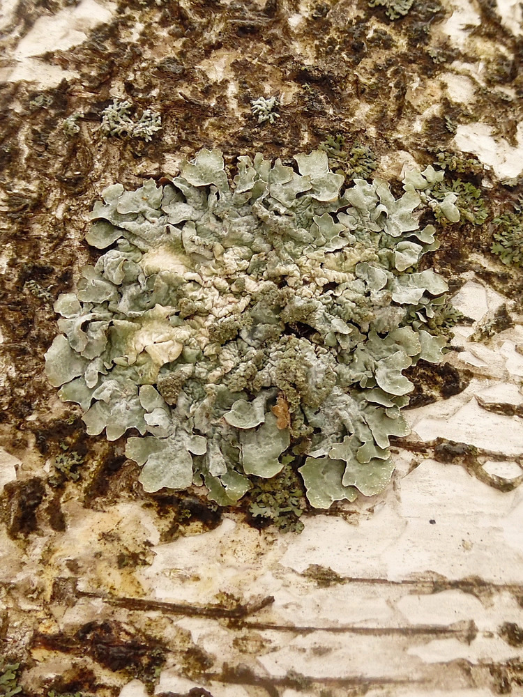 Image of Parmelia sulcata specimen.