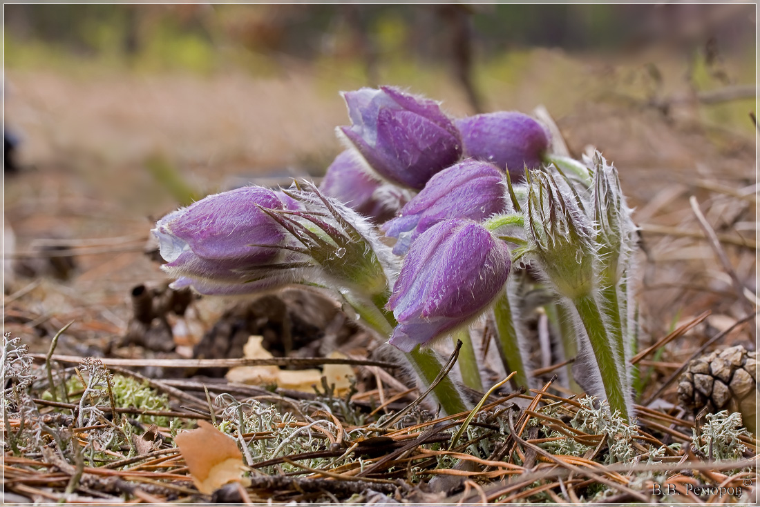 Image of Pulsatilla patens specimen.