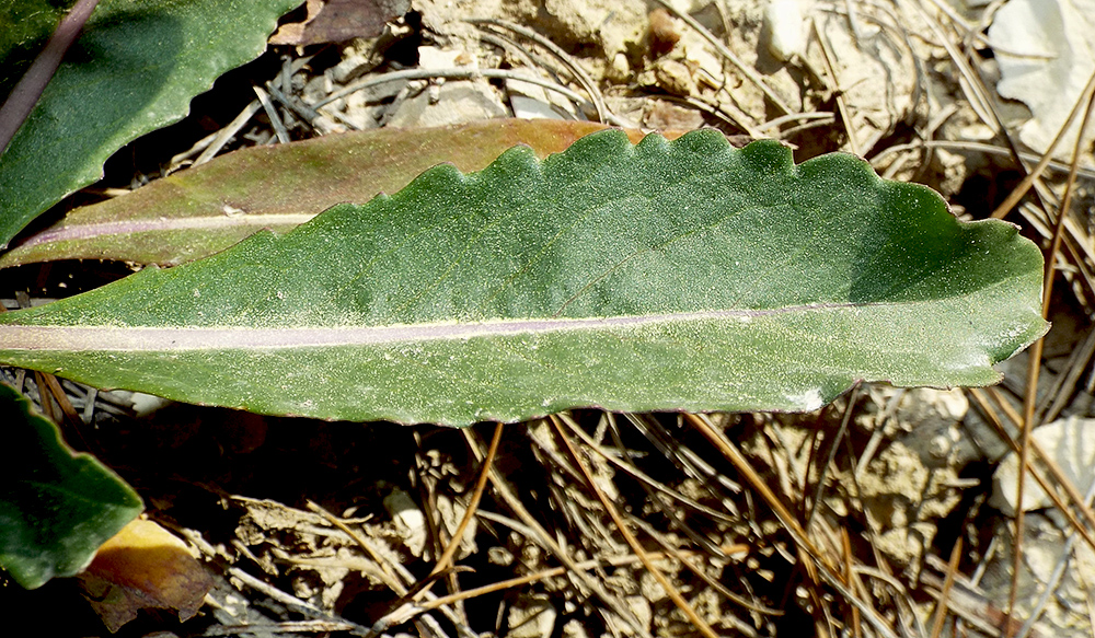 Image of Erucastrum armoracioides specimen.