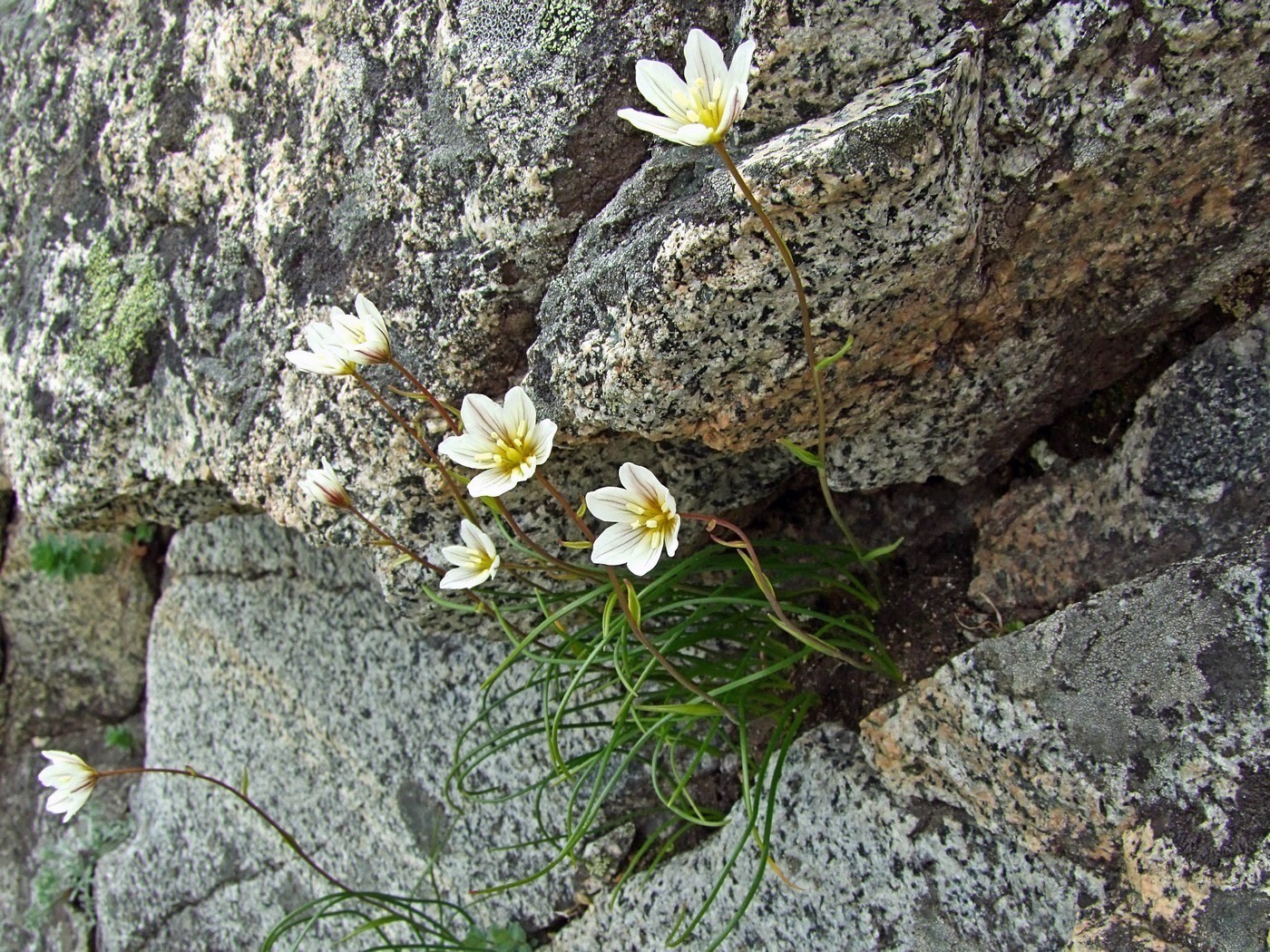 Image of Lloydia serotina specimen.