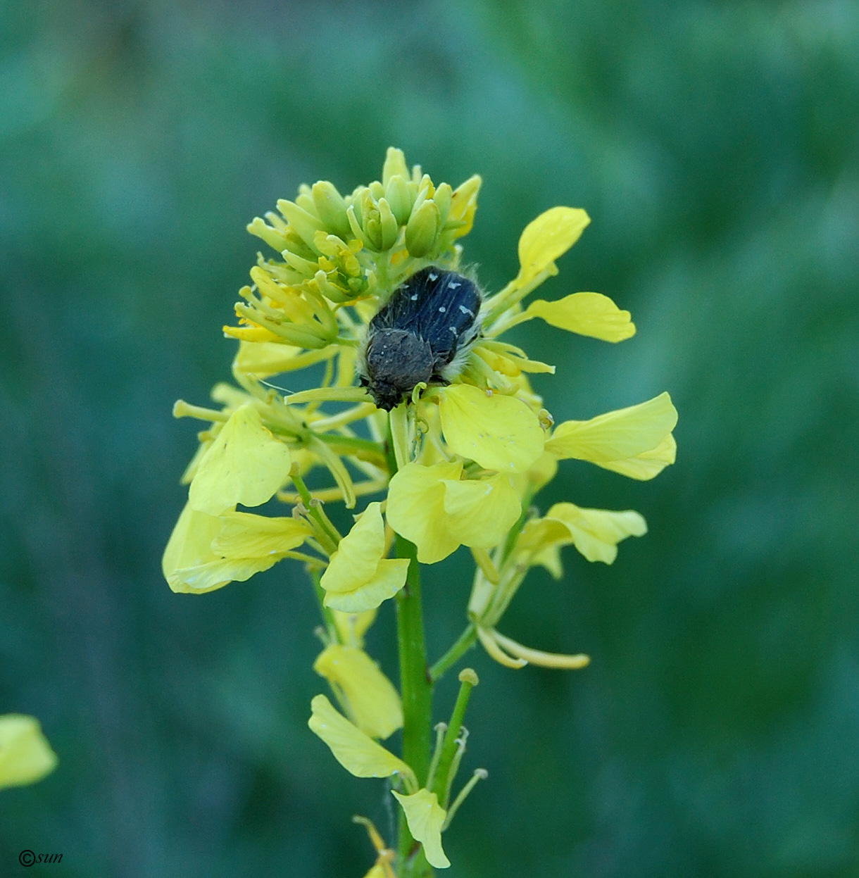 Image of Sinapis alba specimen.