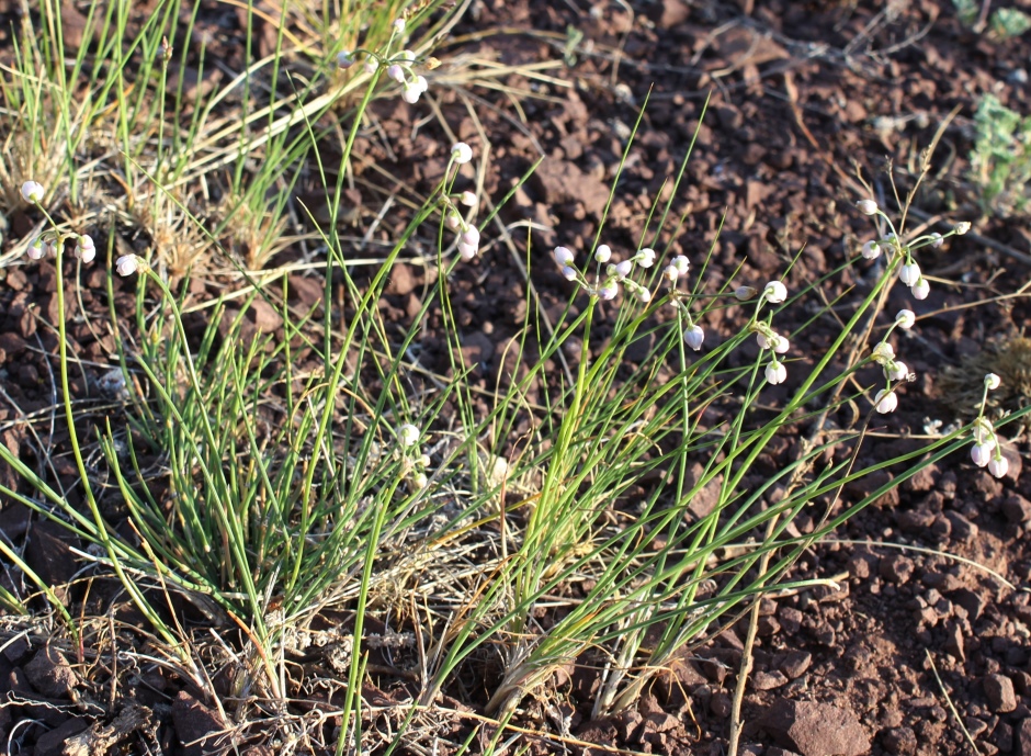 Изображение особи Allium vodopjanovae.