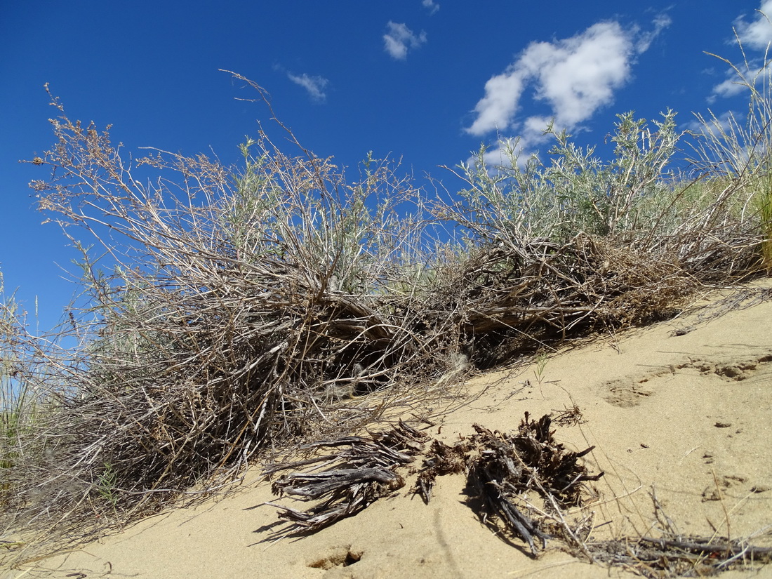 Image of Artemisia tomentella specimen.