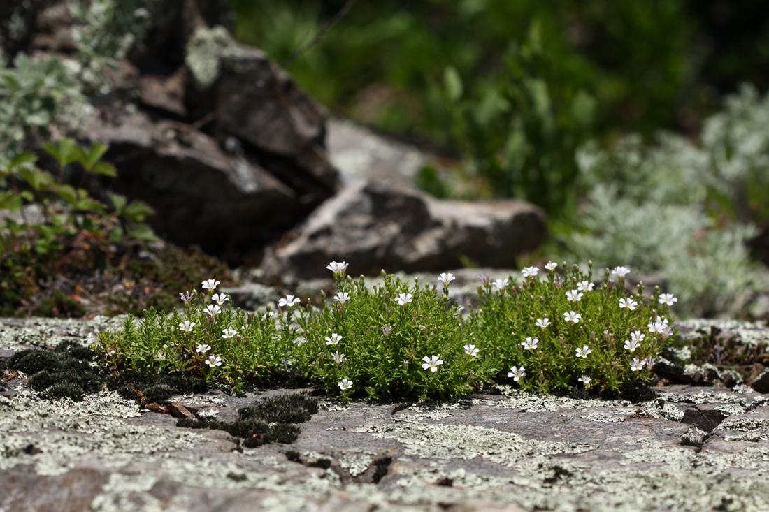 Изображение особи Gypsophila violacea.