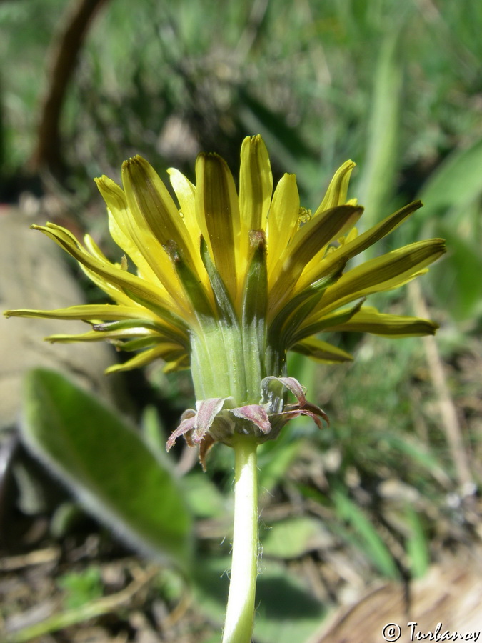 Image of genus Taraxacum specimen.