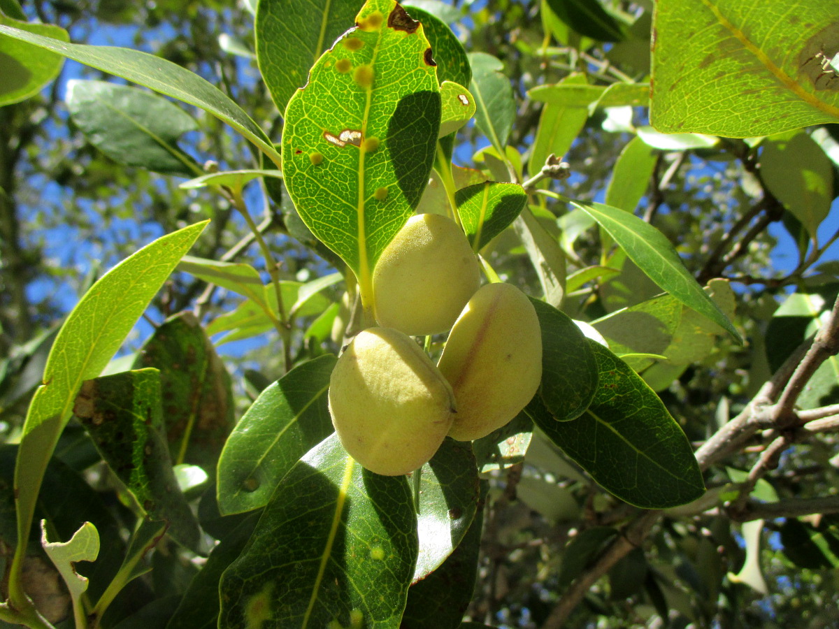 Image of Avicennia marina specimen.