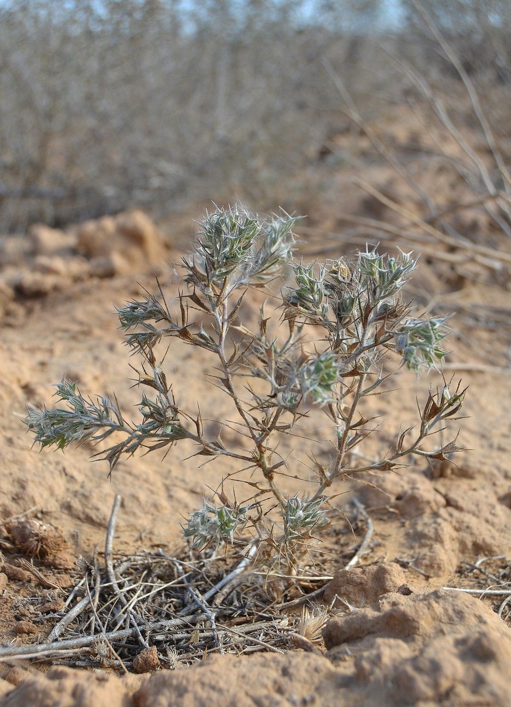 Image of Ceratocarpus arenarius specimen.