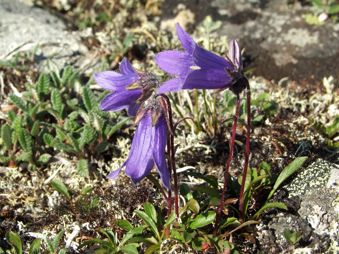 Image of Campanula chamissonis specimen.