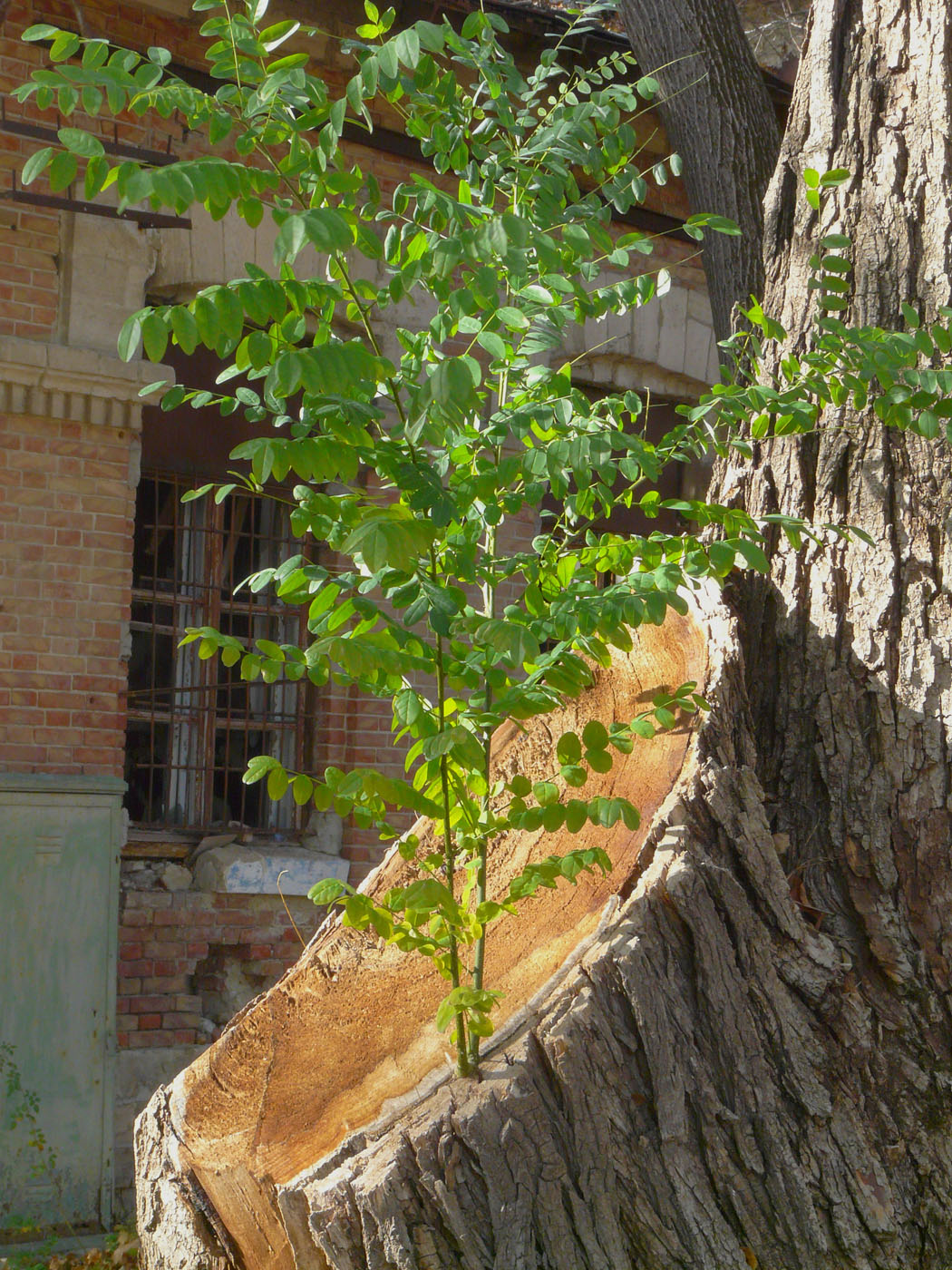 Изображение особи Robinia pseudoacacia.