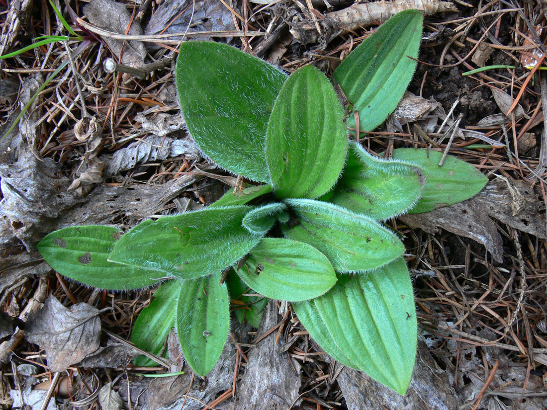 Image of Plantago media specimen.