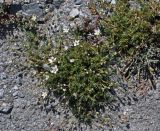 Eremogone griffithii. Цветущее растение. Таджикистан, Фанские горы, перевал Алаудин, ≈ 3700 м н.у.м., каменистый сухой склон. 05.08.2017.