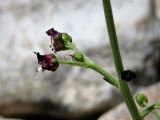 Scrophularia incisa. Часть побега с цветками. Иркутская обл., Иркутский р-н, окр. пос. Бол. Голоустное, склон сопки. 06.07.2017.