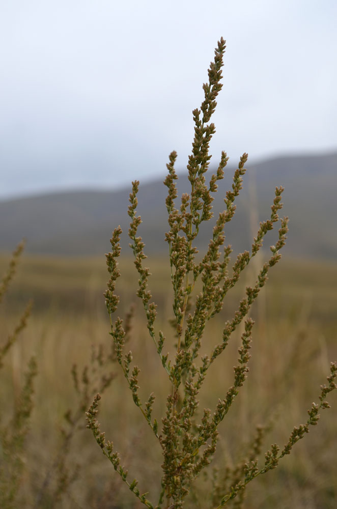 Image of genus Artemisia specimen.