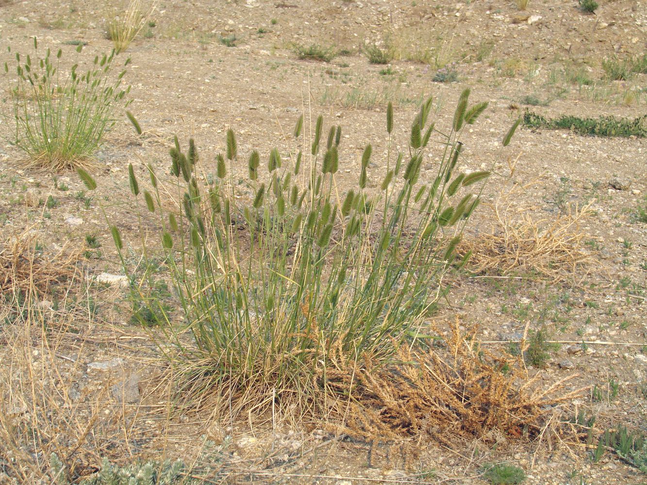 Изображение особи Agropyron cristatum.