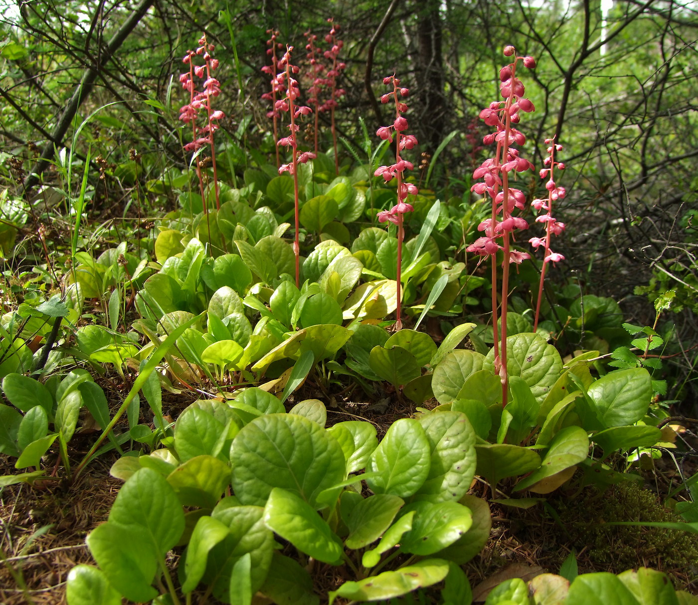 Изображение особи Pyrola incarnata.