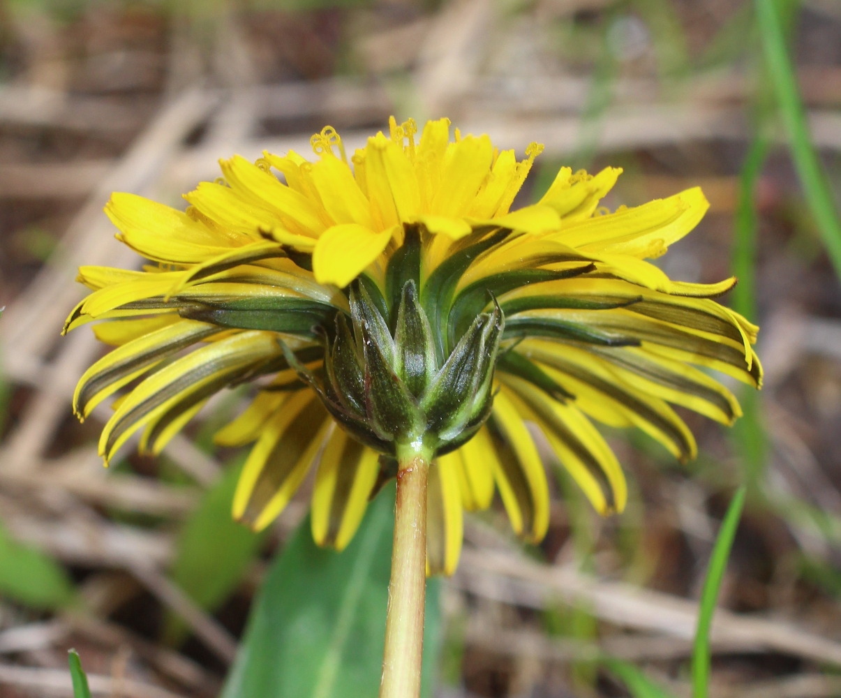 Image of Taraxacum pseudomurbeckianum specimen.