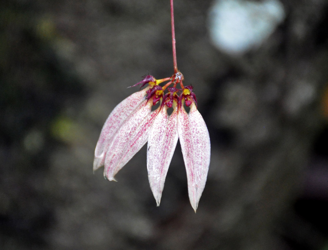 Image of Bulbophyllum flabellum-veneris specimen.