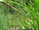 Carex buekii