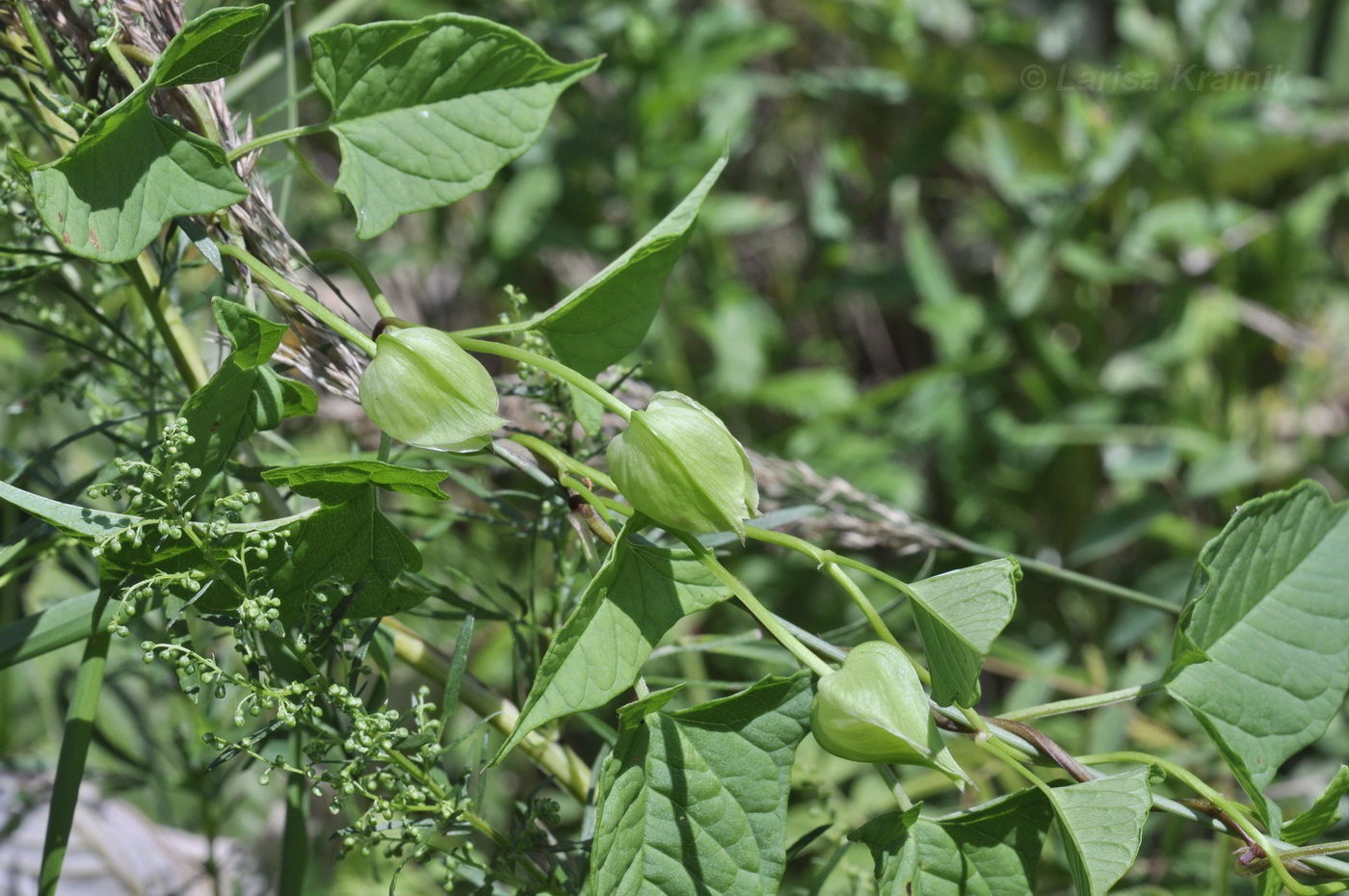 Image of genus Calystegia specimen.